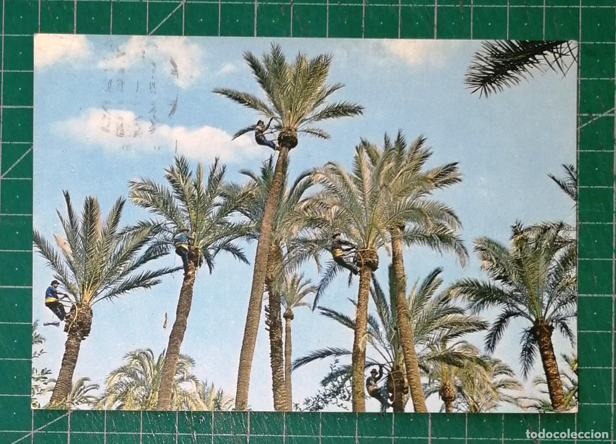 Postales: TARJETA POSTAL. ELCHE. 40 Poda de palmeras. - Garc&iacute;a Garrabella