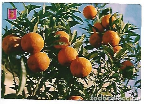 Postales: NARANJAS / ORANGES.- VALENCIA - Foto 1