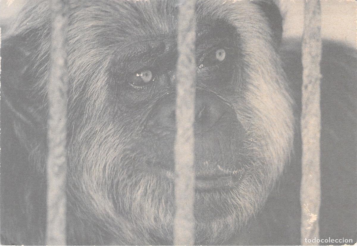 Postales: Postal de Protesta Acci&oacute; Ecologista Agr&oacute; Valencia Zoo Tars&agrave; chimpanc&eacute;