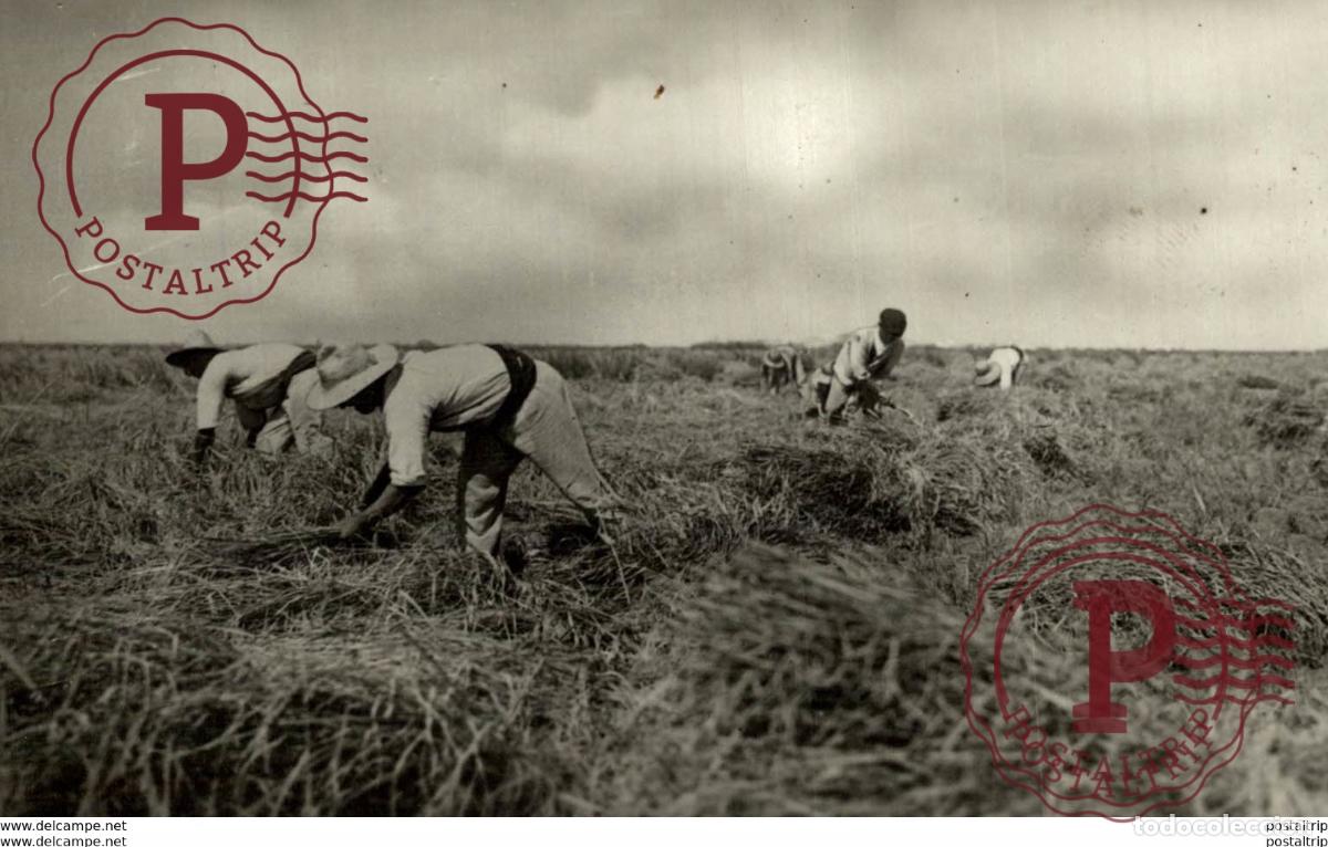 Postales: RPPC VALENCIA SIEGA DEL ARROZ