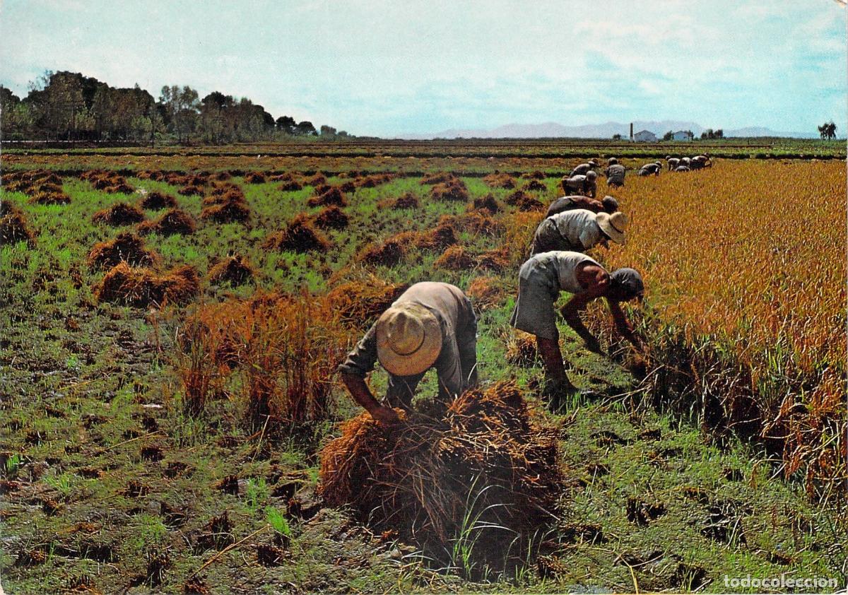 Postales: Postal Siega del Arroz en Valencia, Escena Agr&iacute;cola Tradicional