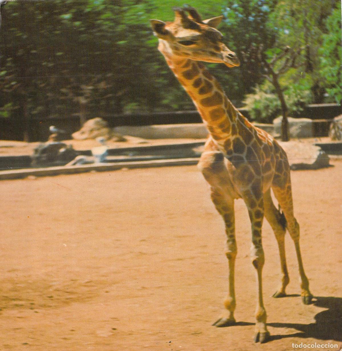 Postales: Postal Jirafa Estalvia Zoo de Valencia Caja de Ahorros