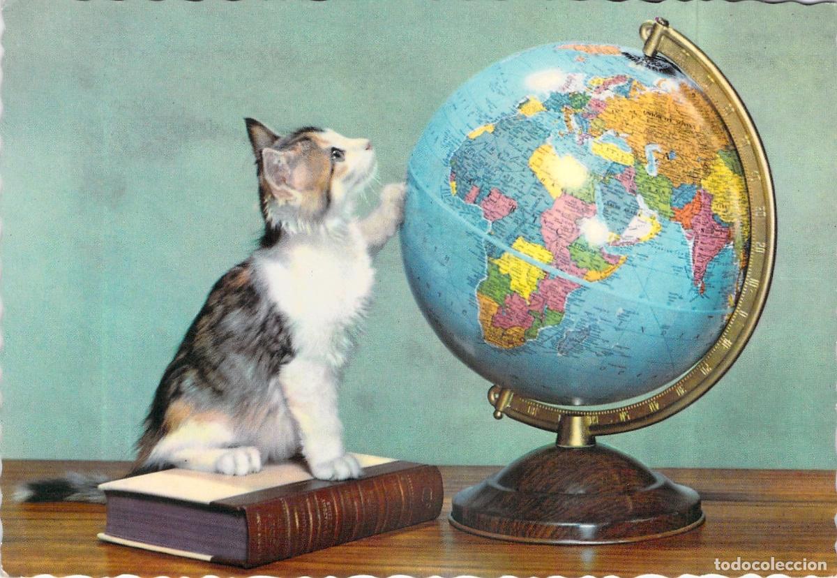 Postales: Postal de Gatito Curioso con Globo Terr&aacute;queo y Libro