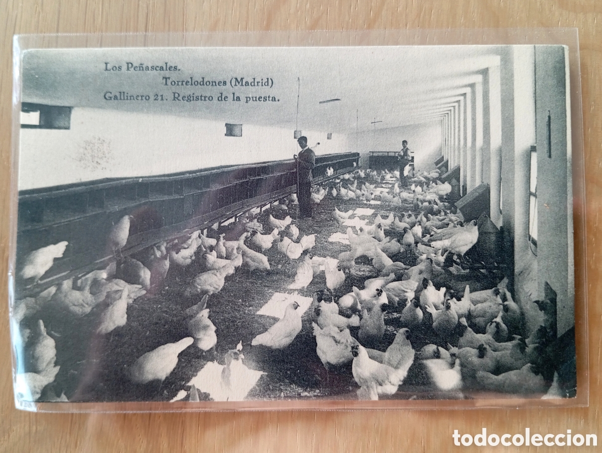 Postkarten: POSTAL LOS PE&Ntilde;ASCALES TORREDOLONES MADRID GALLINERO HAUSER Y MENET 21