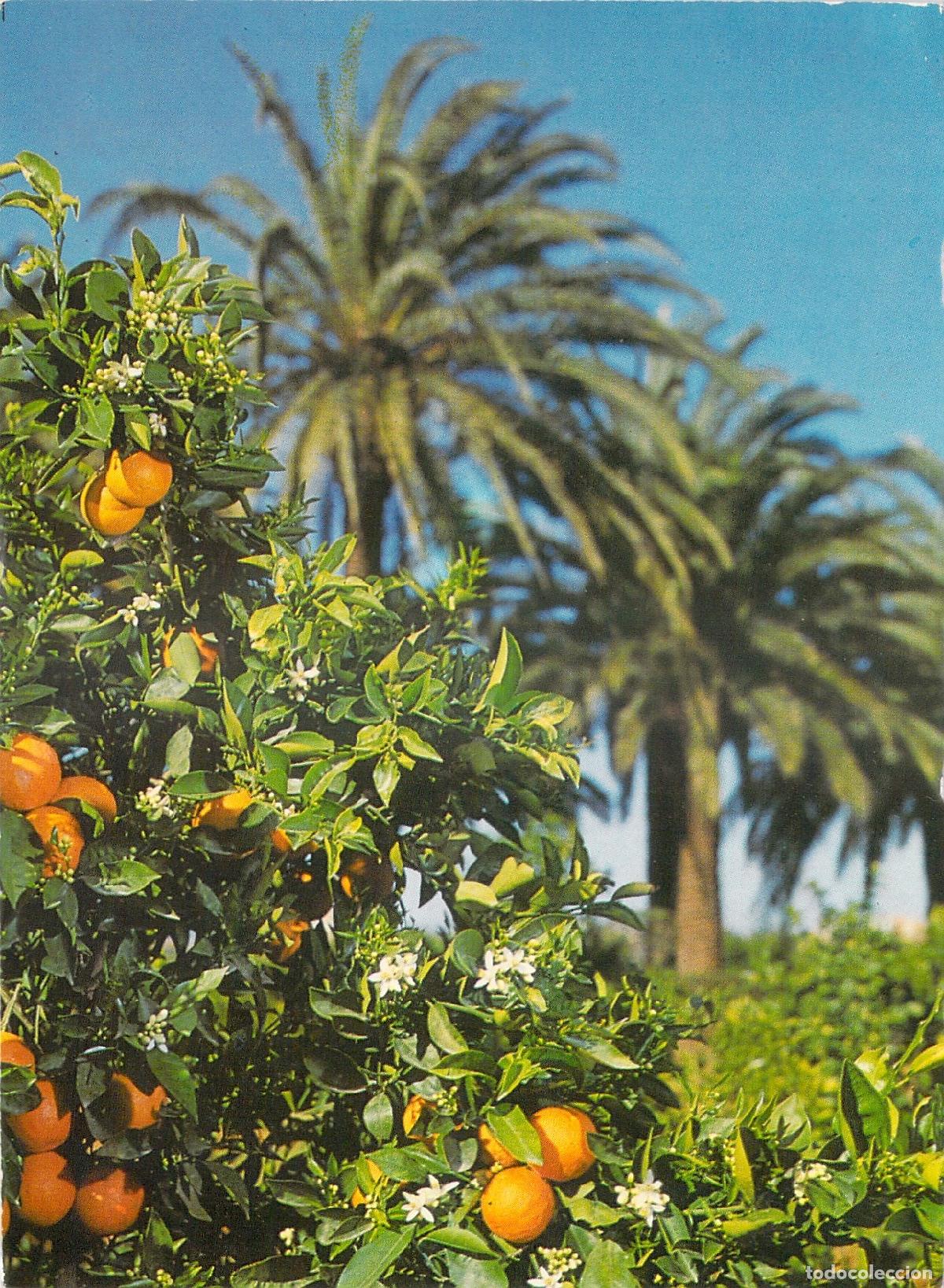 Postales: Postal de Valencia con Paisaje de Naranjos y Palmeras