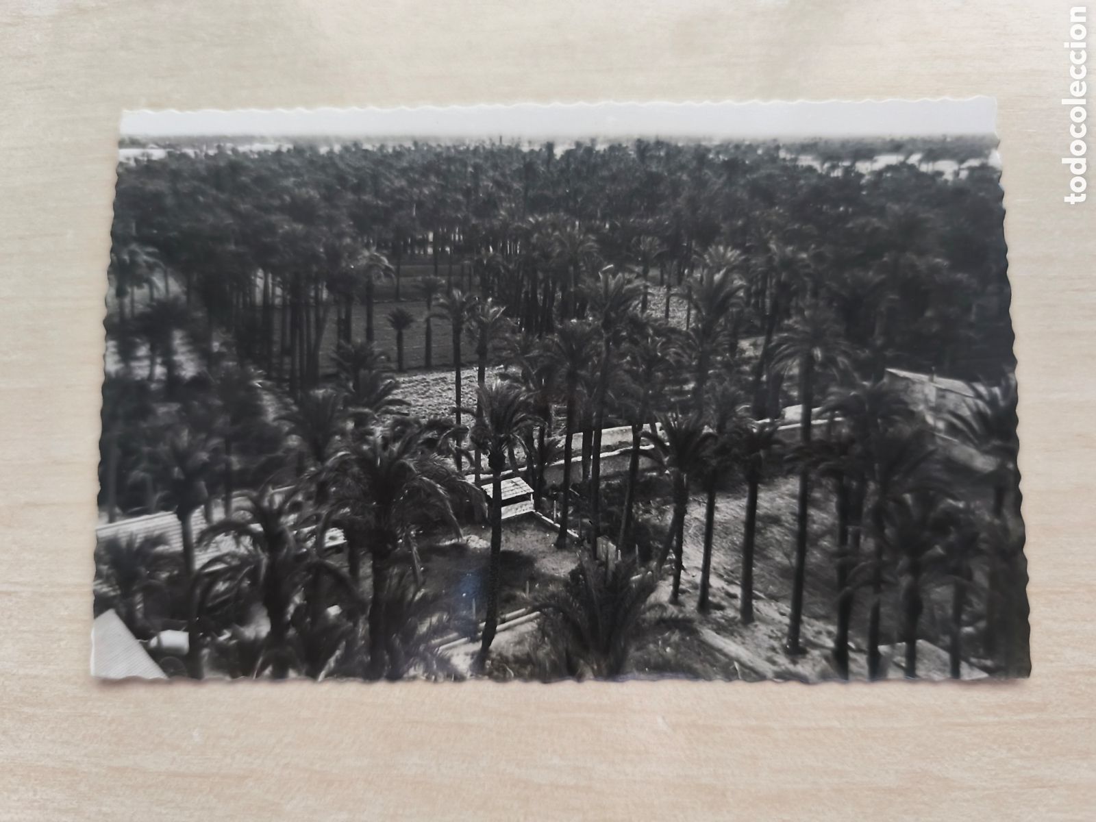 Postales: POSTAL ELCHE - Vista del palmeral - Edici&oacute;n JDP NUM. 8 - Rara postal zona Parque Deportivo-Candalix