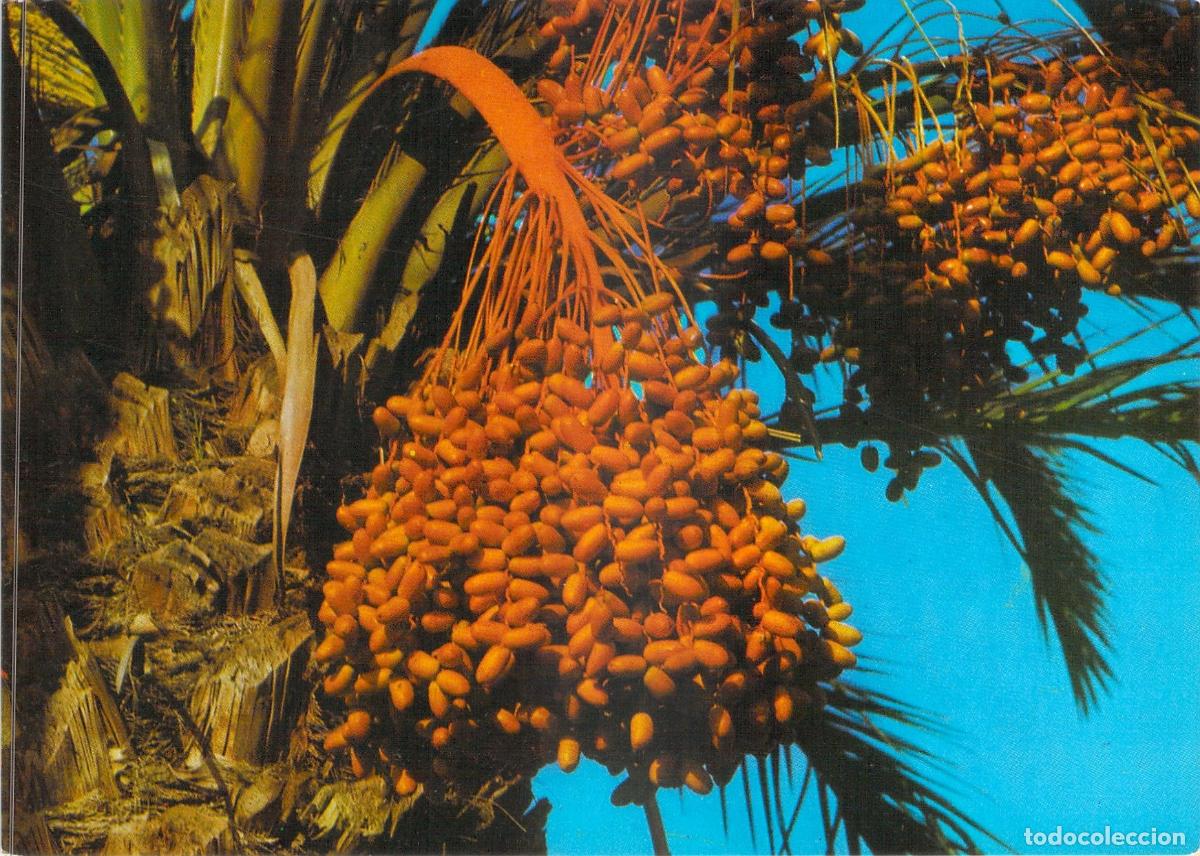 Postales: Postal de Elche - Racimo de D&aacute;tiles en Palmeral de Alicante