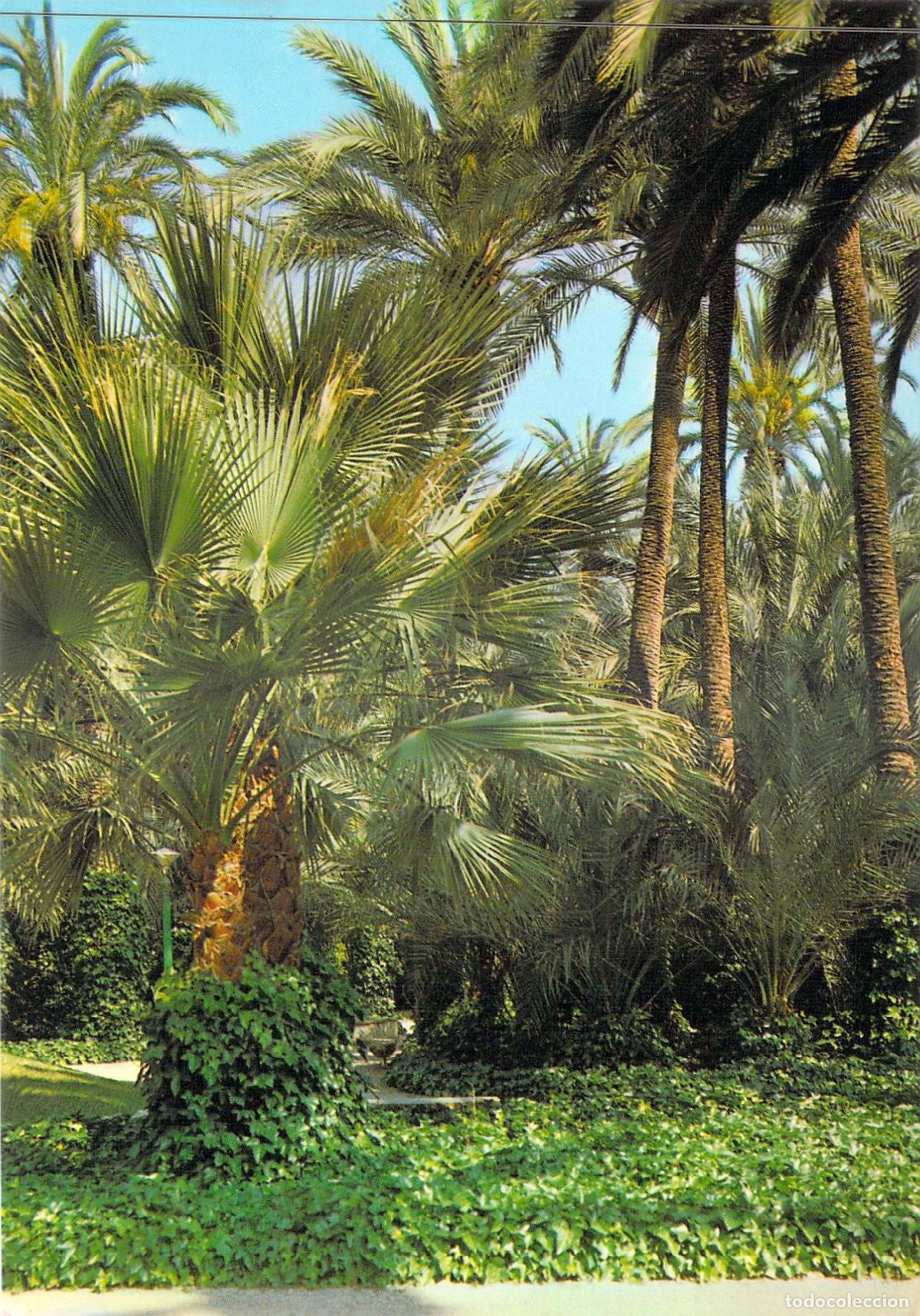 Postales: Postal Elche Parque Municipal Palmeral Alicante Ediciones Arribas