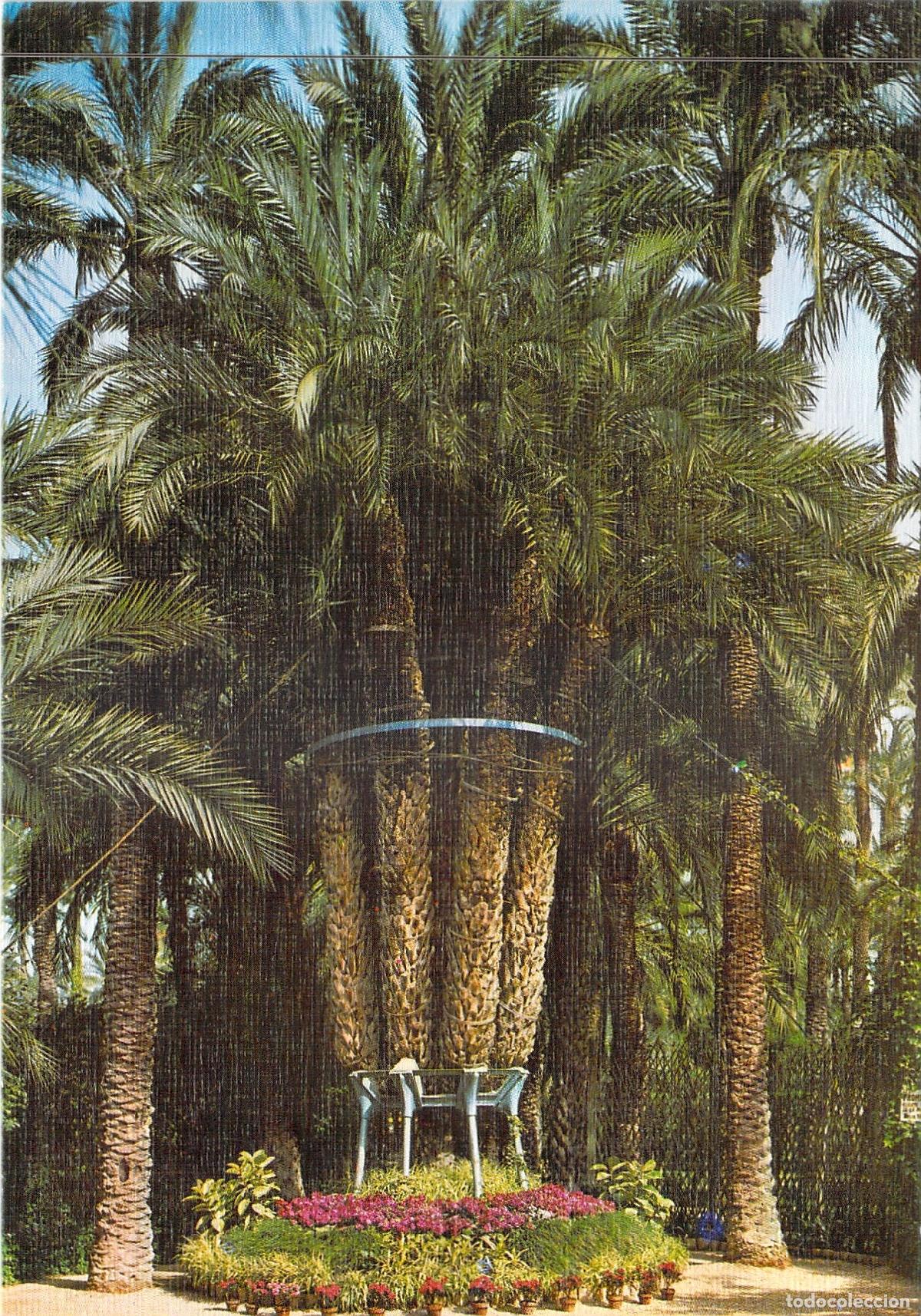 Postales: Postal de Elche, Palmera Imperial en el Huerto del Cura