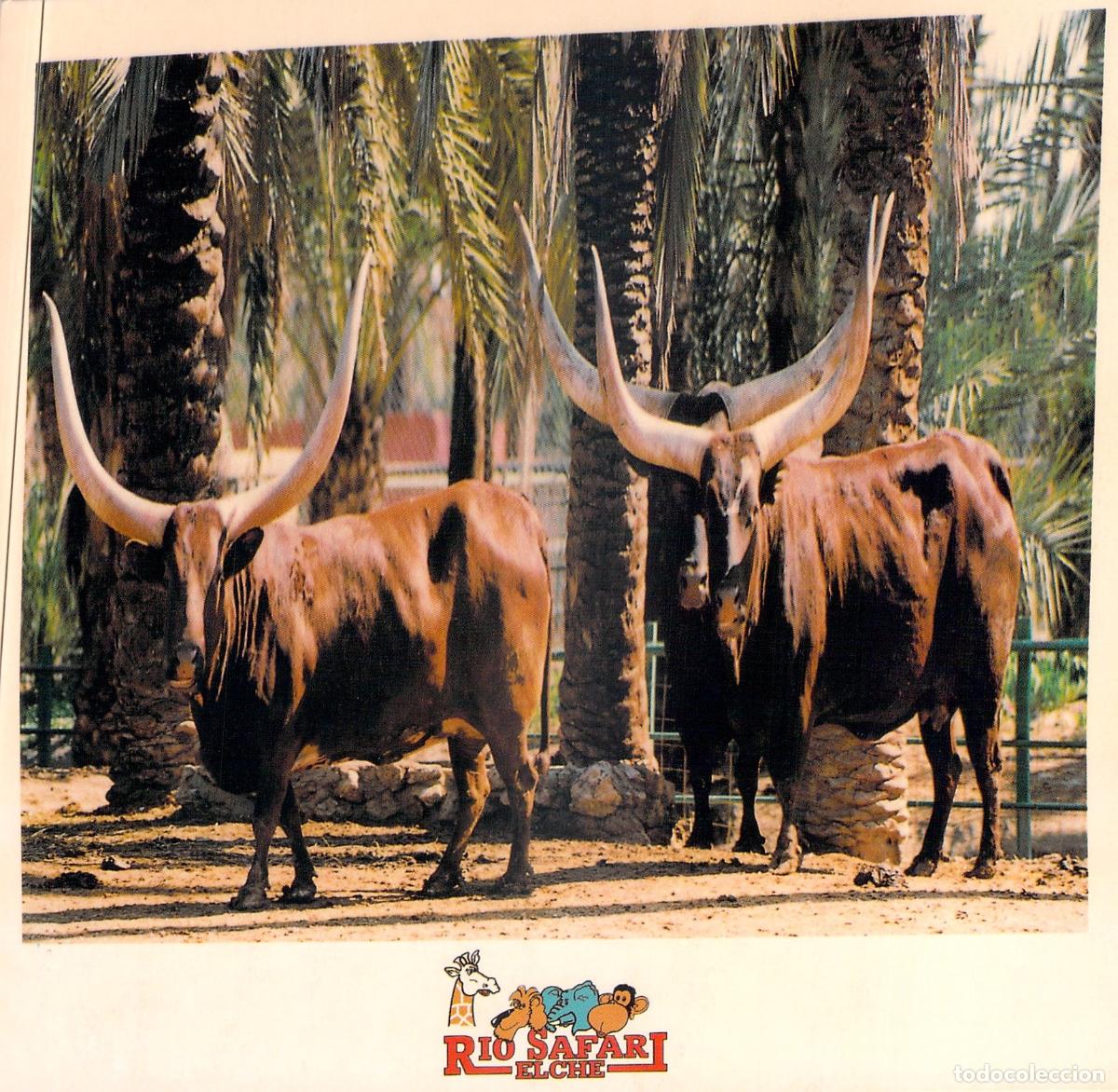 Postales: Postal R&iacute;o Safari Elche - Ganado Watusi de Grandes Cuernos