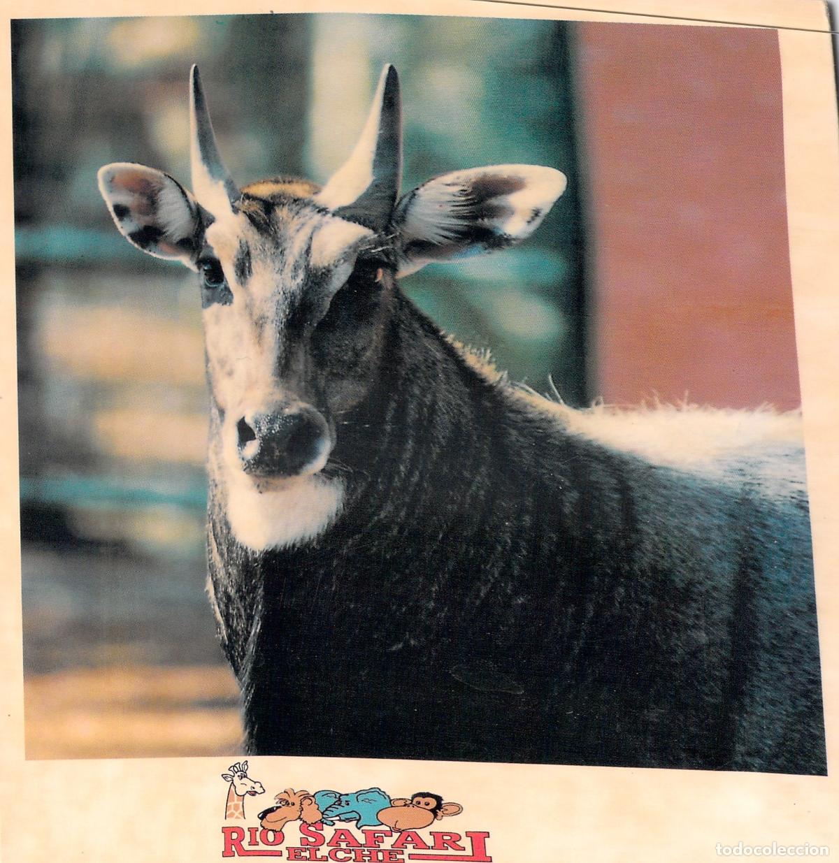 Postales: Postal Rio Safari Elche - Nilgo Africano - Alicante