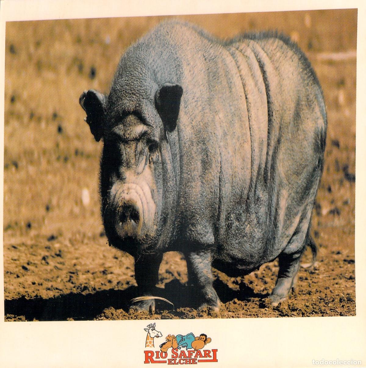 Postales: Postal Cerdo Vietnamita R&iacute;o Safari Elche Alicante