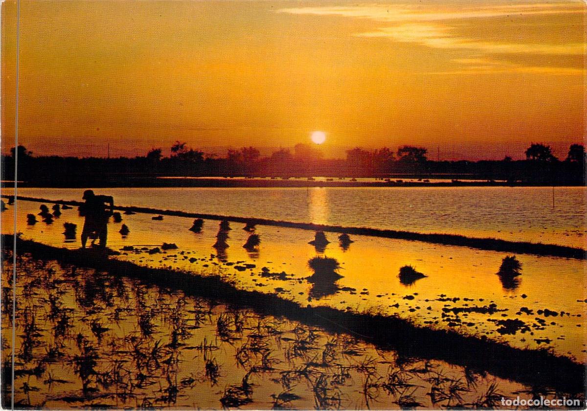 Postales: Postal de Valencia: Atardecer en los Arrozales