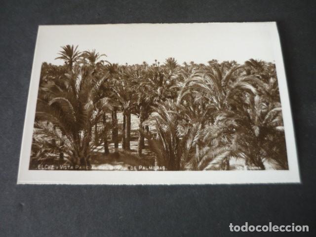 Postales: ELCHE ALICANTE VISTA PARCIAL DEL BOSQUE DE PALMERAS