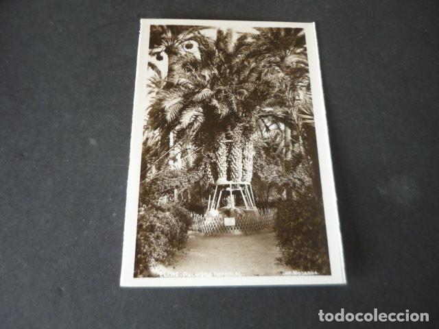 Cartoline: ELCHE ALICANTE PALMERA IMPERIAL
