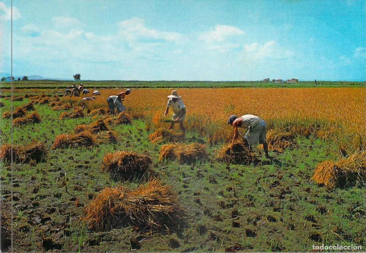 Postales: Postal Valencia - Siega del Arroz en la Huerta