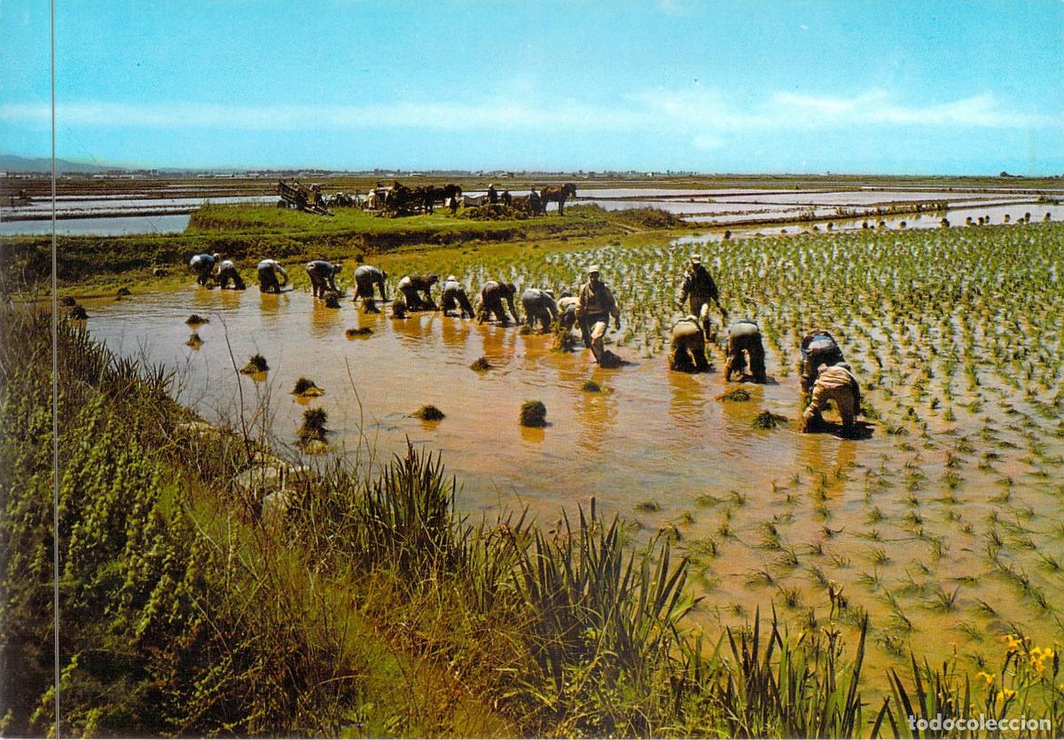 Postales: Postal de la Plant&aacute; del Arroz en Valencia, Agricultura Tradicional