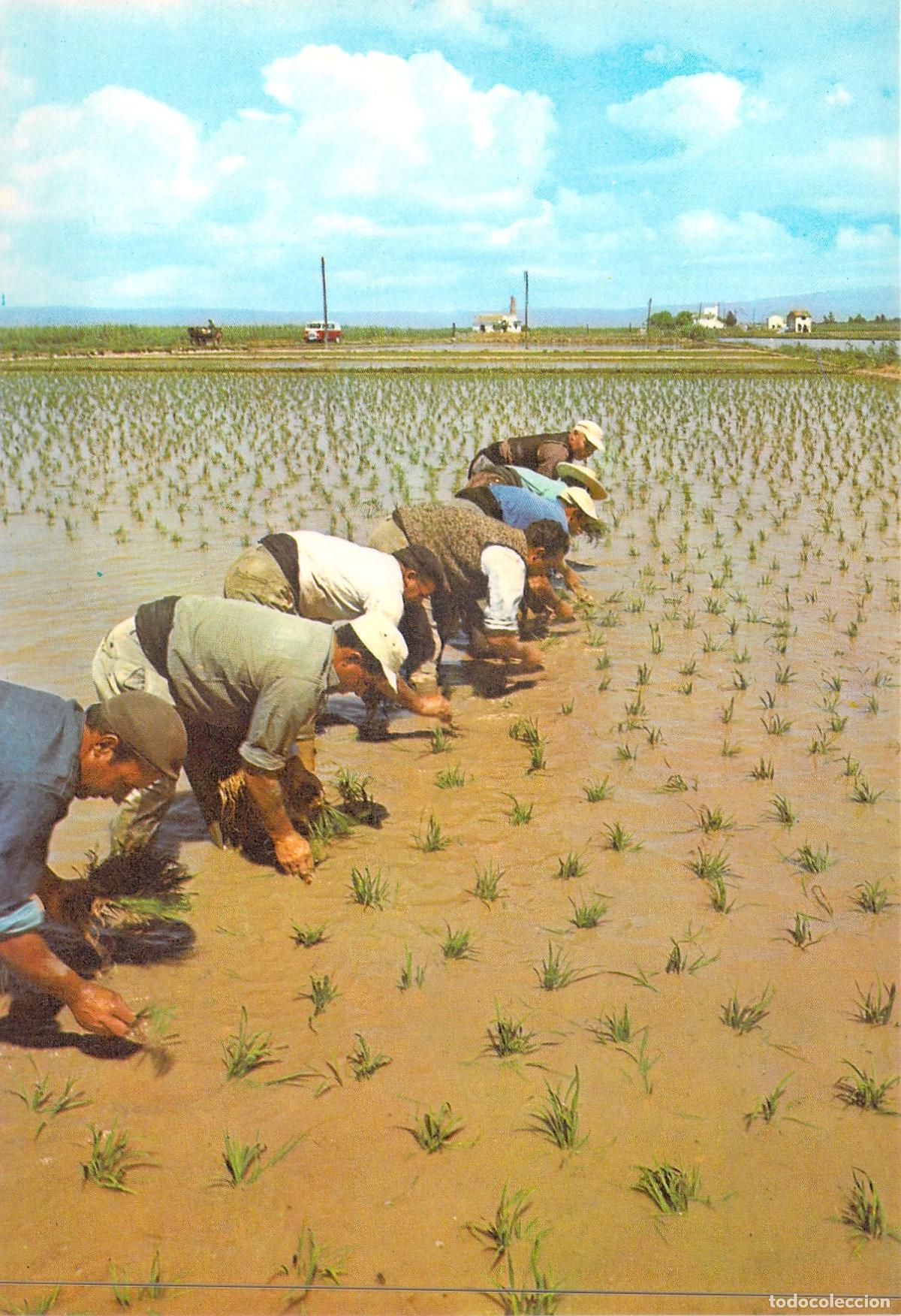 Postales: Postal de la Plant&aacute; del Arroz en Valencia, Escena Agr&iacute;cola
