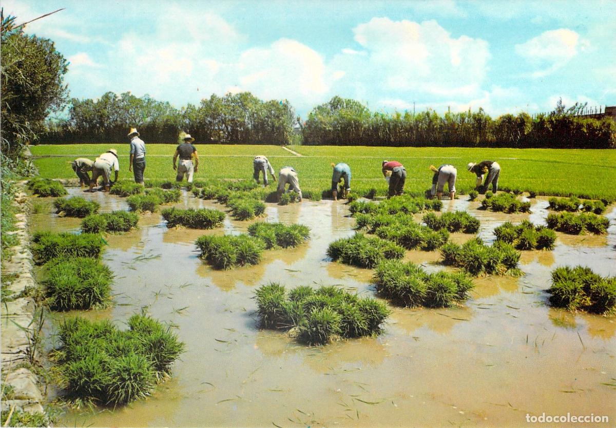 Postales: Postal de Valencia: Trabajadores en los Campos de Arroz