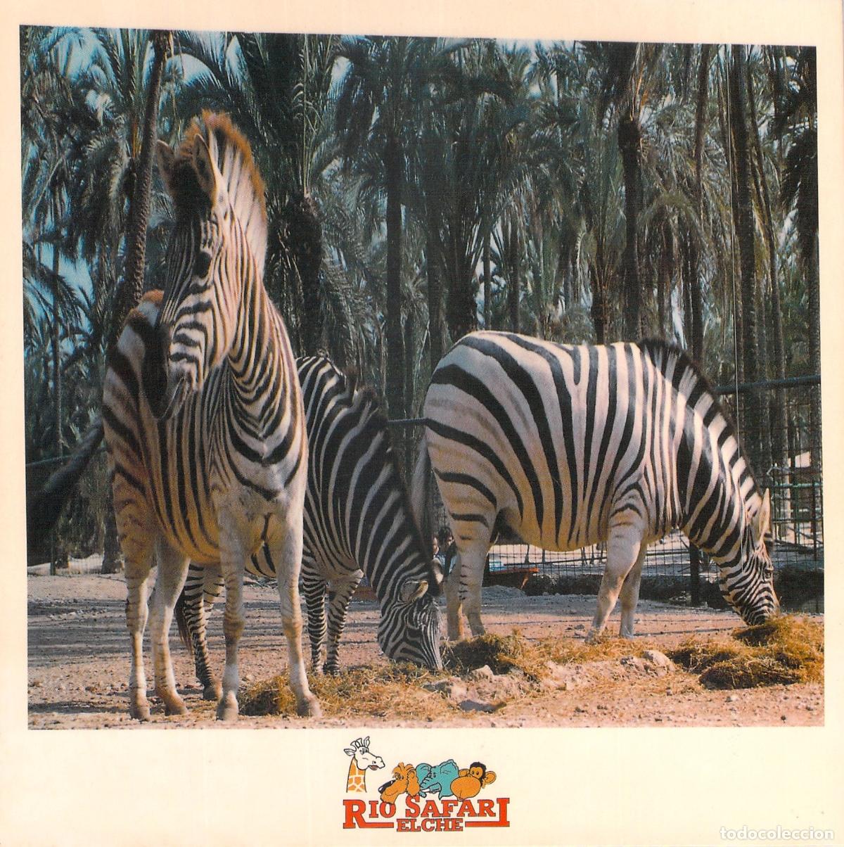 Postales: Postal de Cebras en R&iacute;o Safari Elche, Alicante
