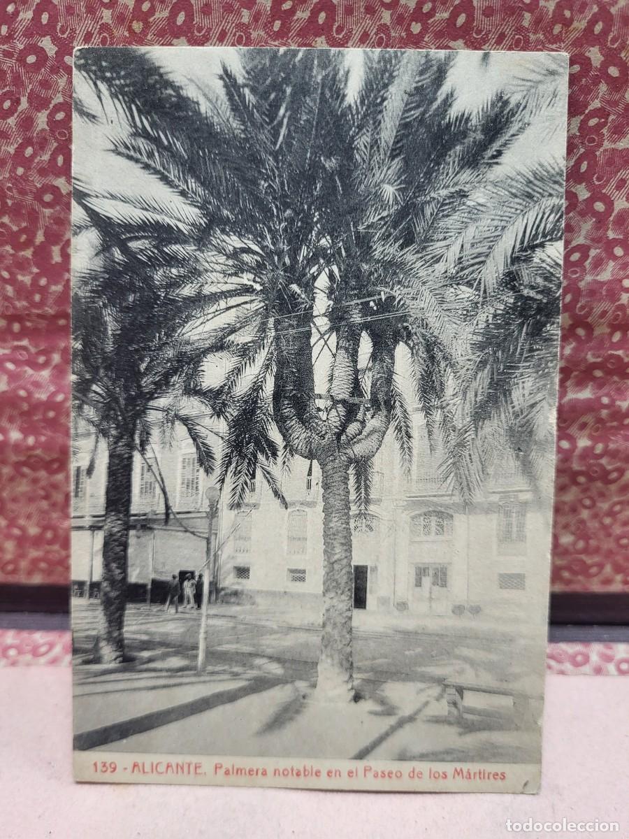Postales: ANTIGUA POSTAL PALMERA ALICANTE THOMAS 139