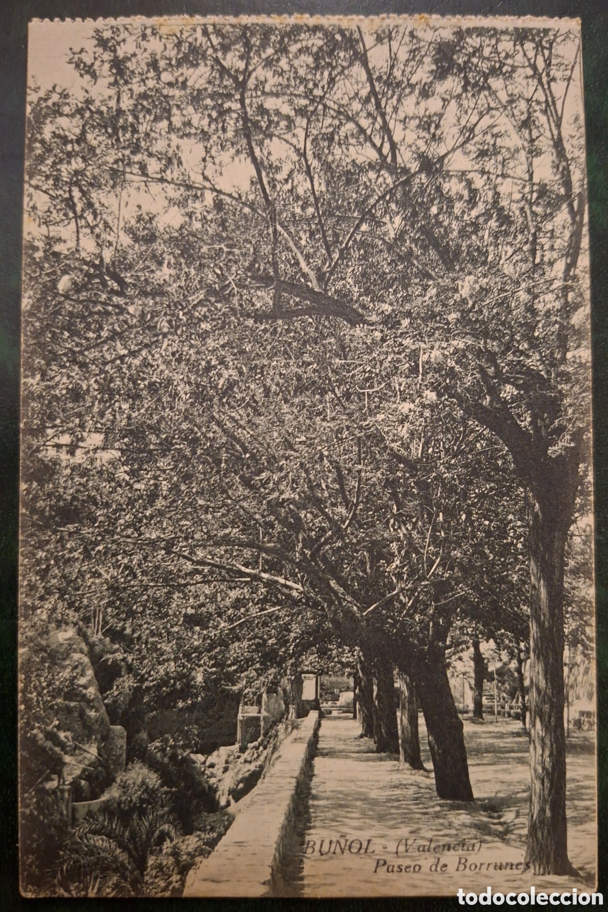 Postales: BU&Ntilde;OL. VALENCIA. PASEO DE BORRUNES. EDICI&Oacute;N DE 1919.