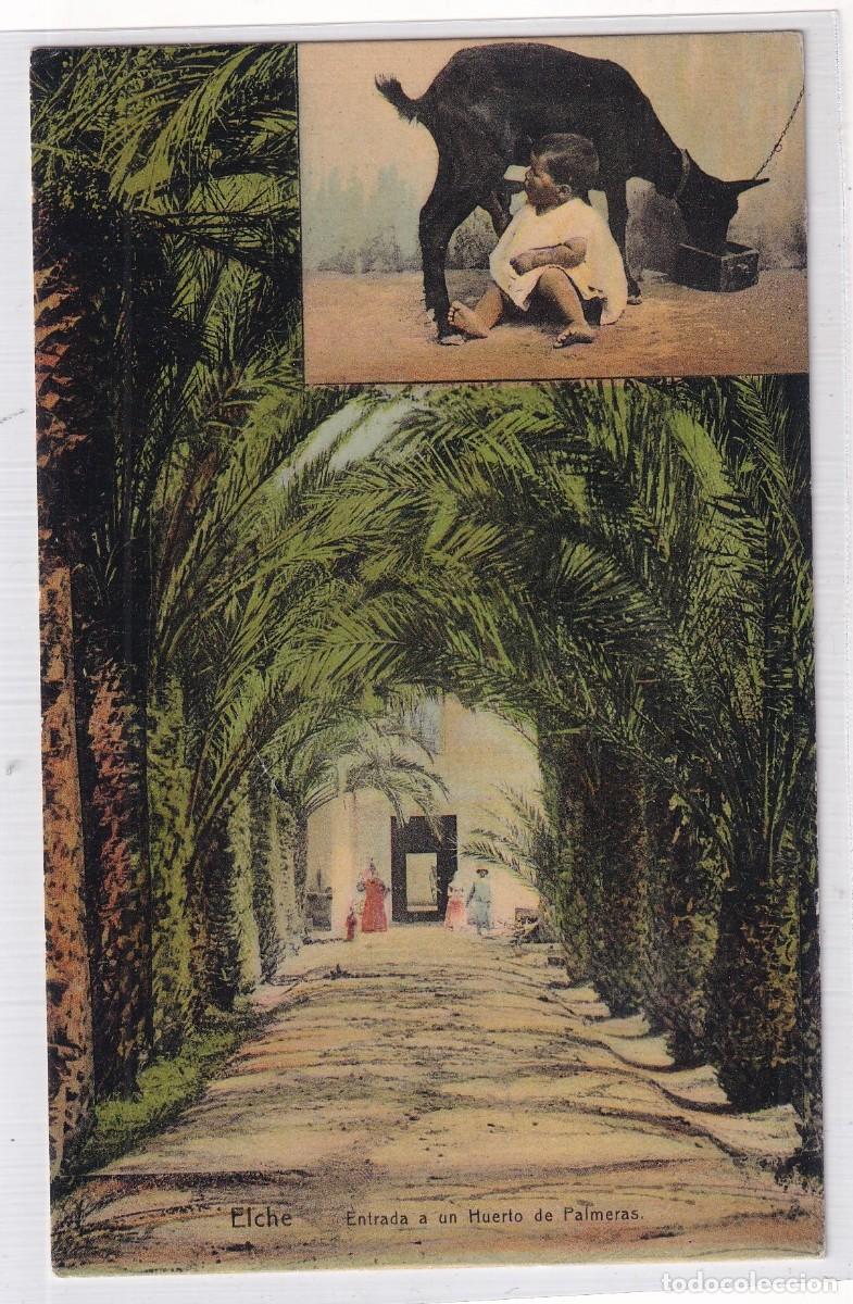 Postales: Elche Entrada a un Huerto de Palmeras. Lampister&iacute;a de Ant&oacute;n. Sin circular.