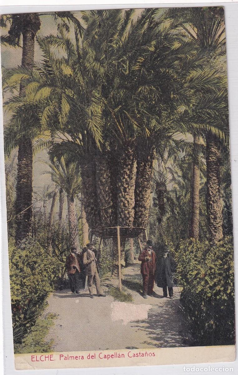 Postales: Elche Palmera del capell&aacute;n Casta&ntilde;os. Thomas Barcelona. Sin circular,