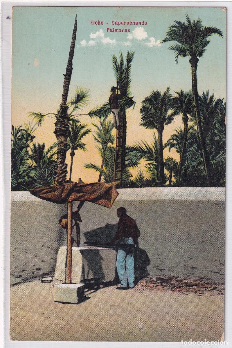 Postales: Elche Capuruchando palmeras. Lampister&iacute;a Ant&oacute;n Elche. Fot&oacute;grafo Harra. Sin circular,