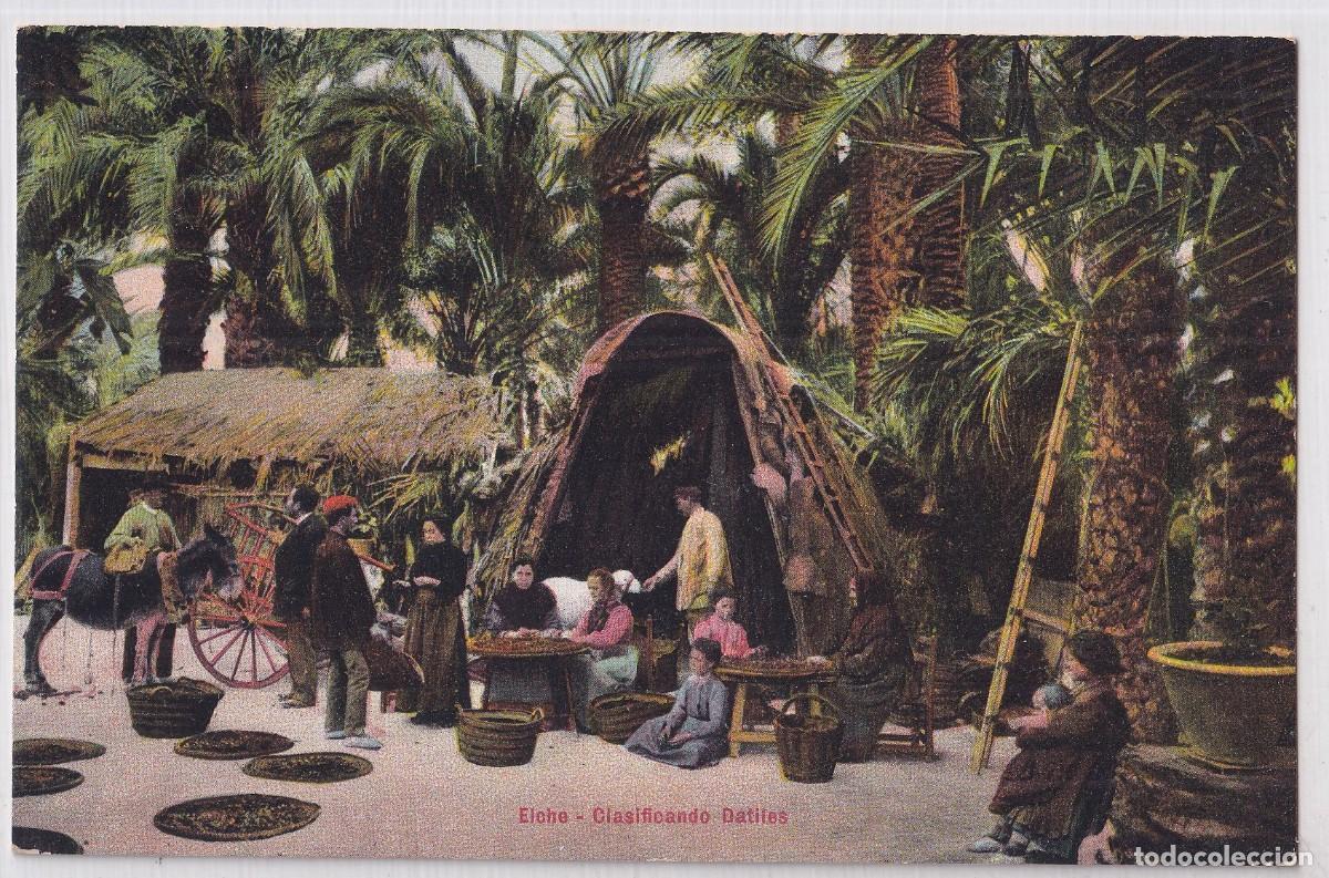 Postales: Elche Clasificando D&aacute;tiles. Lampister&iacute;a Ant&oacute;n Elche. Fot&oacute;grafo Harra. Sin circular,