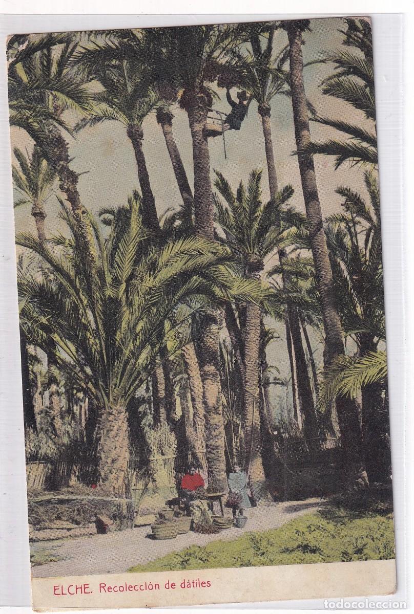 Postales: Elche Recolecci&oacute;n de d&aacute;tiles. Thomas Madrid. Sin circular - Foto 1