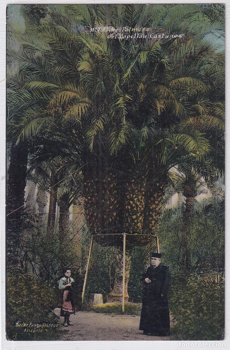 Postales: Elche Palmera del Capell&aacute;n Casta&ntilde;os. Sin circular.