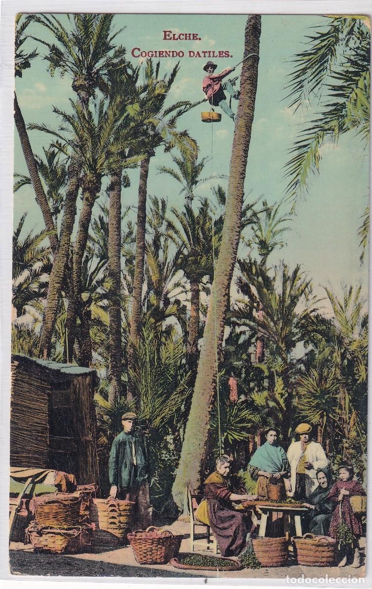 Postales: Elche Cogiendo d&aacute;tiles. Sin circular Escrita en 1909 - Foto 1