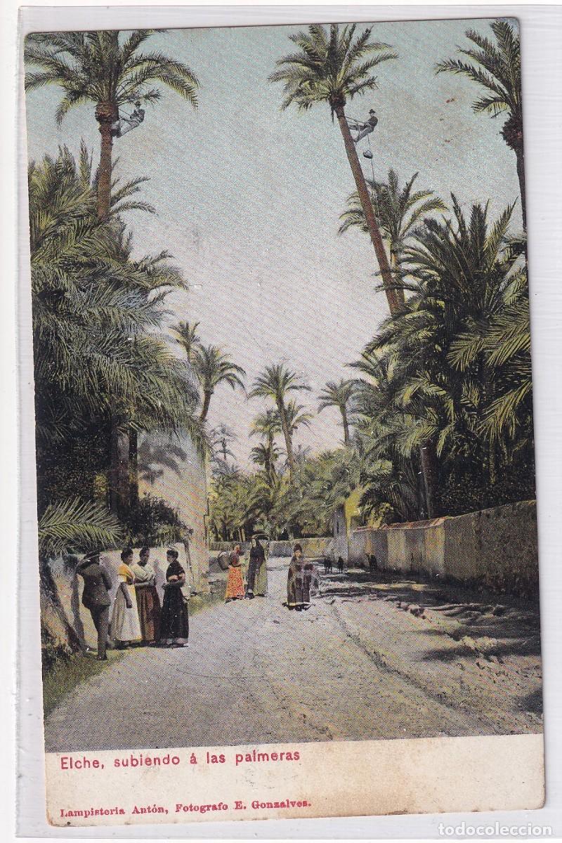 Postales: Elche, subiendo a las palmeras. Lampister&iacute;a Ant&oacute;n, Fot&oacute;grafo Gonsalves. Reverso sin dividir. Sin cir