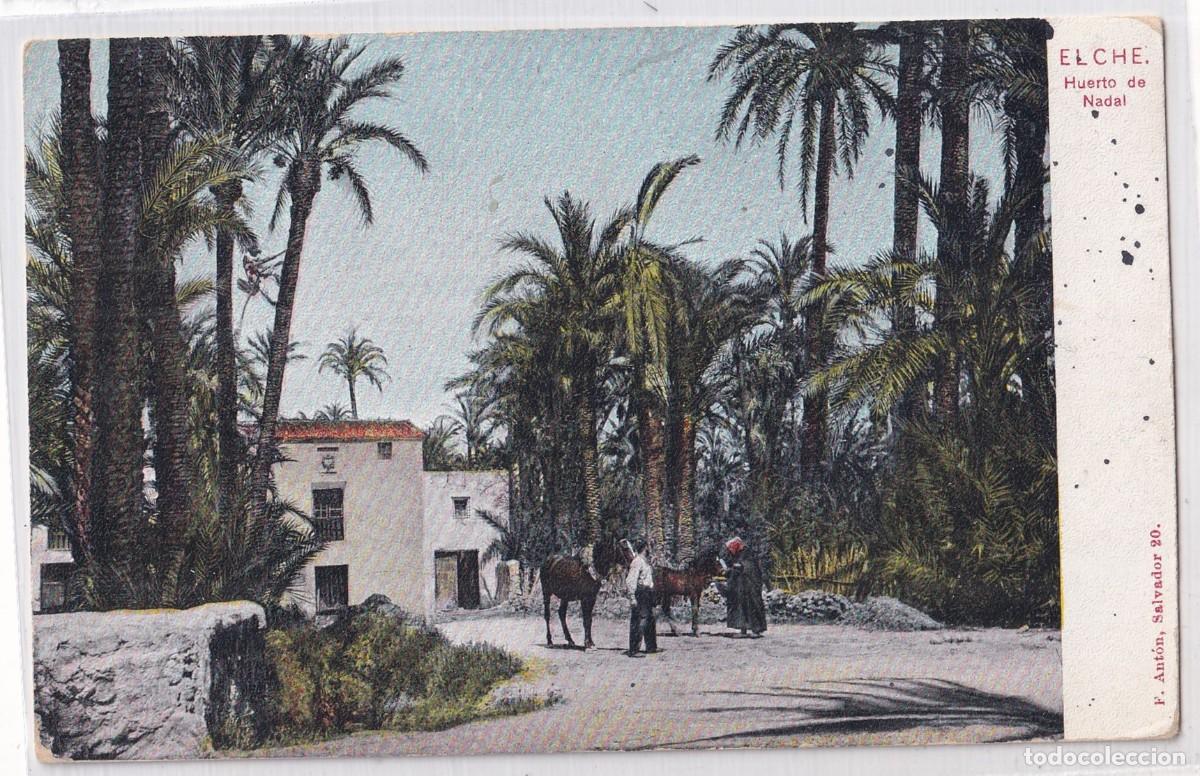 Postales: Elche Huerto de Nadal. Ant&oacute;n Fot&oacute;grafo M Cantos. Reverso sin dividir. Sin circular