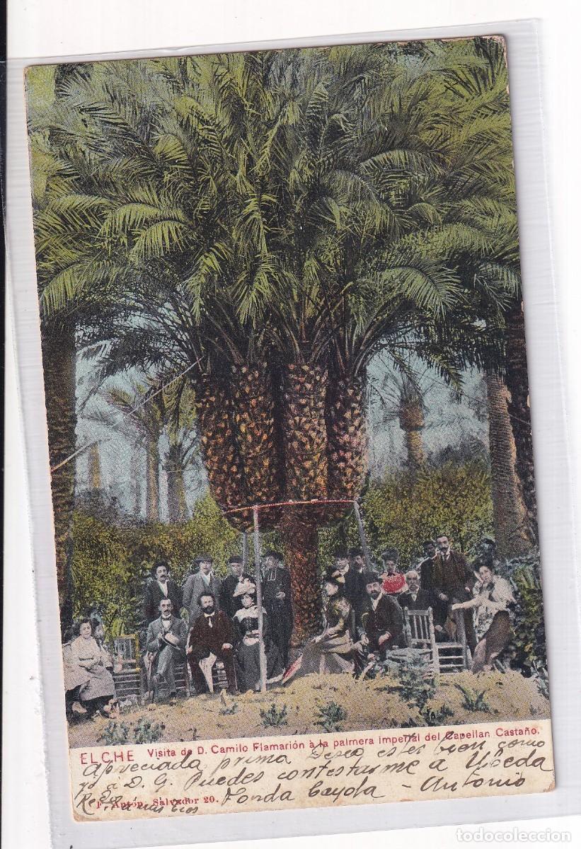 Postales: Elche Visita de D. Camilo Flamari&oacute;n a la palmera imperial del Capell&aacute;n Casta&ntilde;o. F. Ant&oacute;n.