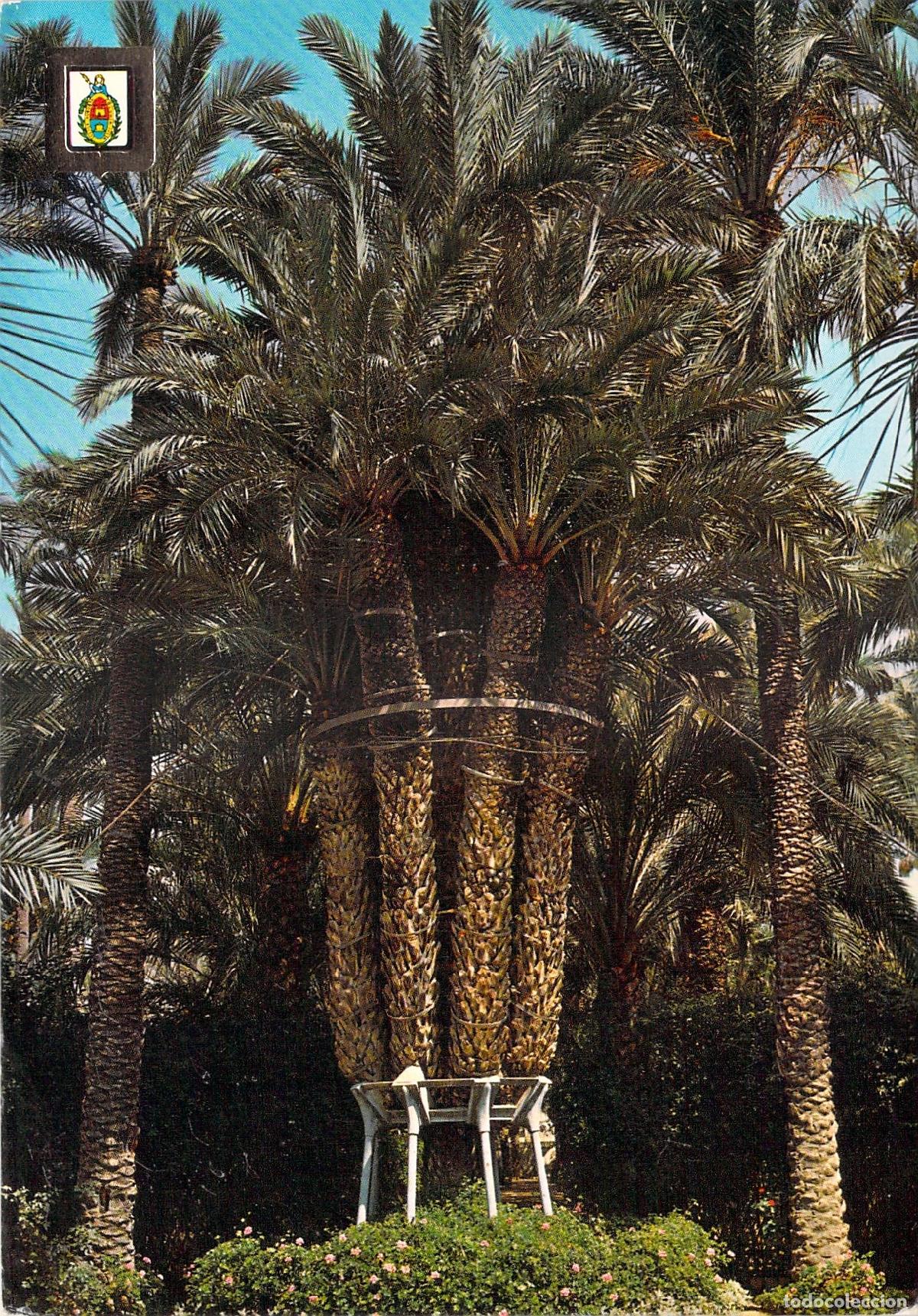 Postales: Postal Palmera Imperial de Elche Huerto del Cura Alicante
