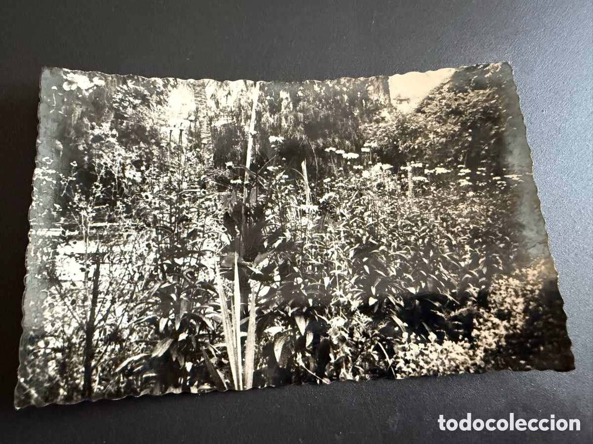 Postales: Postal. NOVELDA. Detalle del jard&iacute;n del Casino