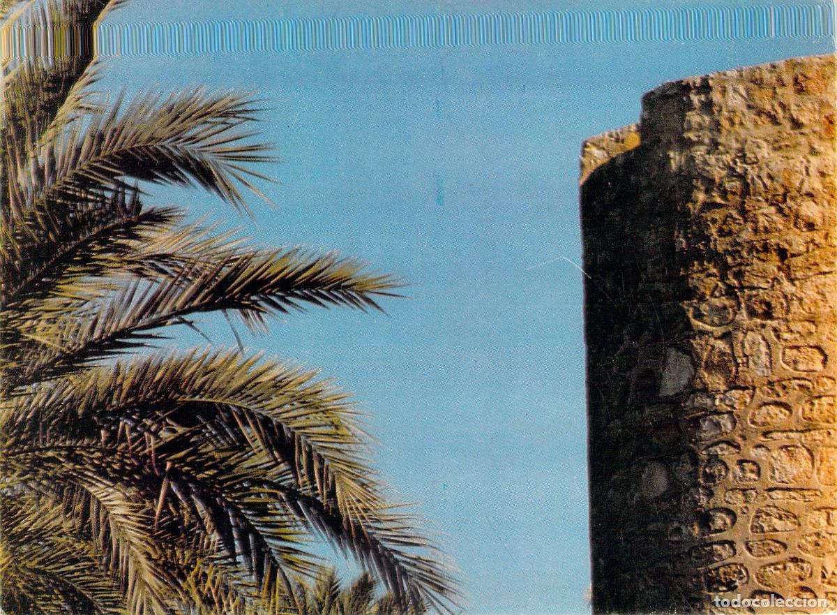 Postales: Postal Elche Palmeral de Europa Torre y Palmeras Foto Pepe Soto