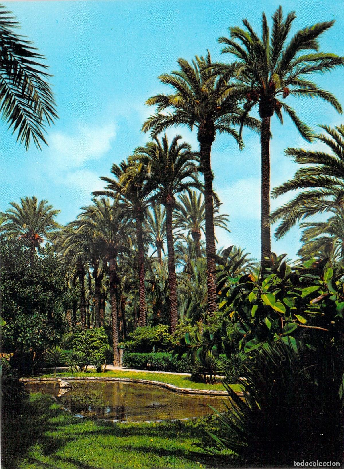 Postales: Postal Elche Hort del Gat Detalle Palmeral
