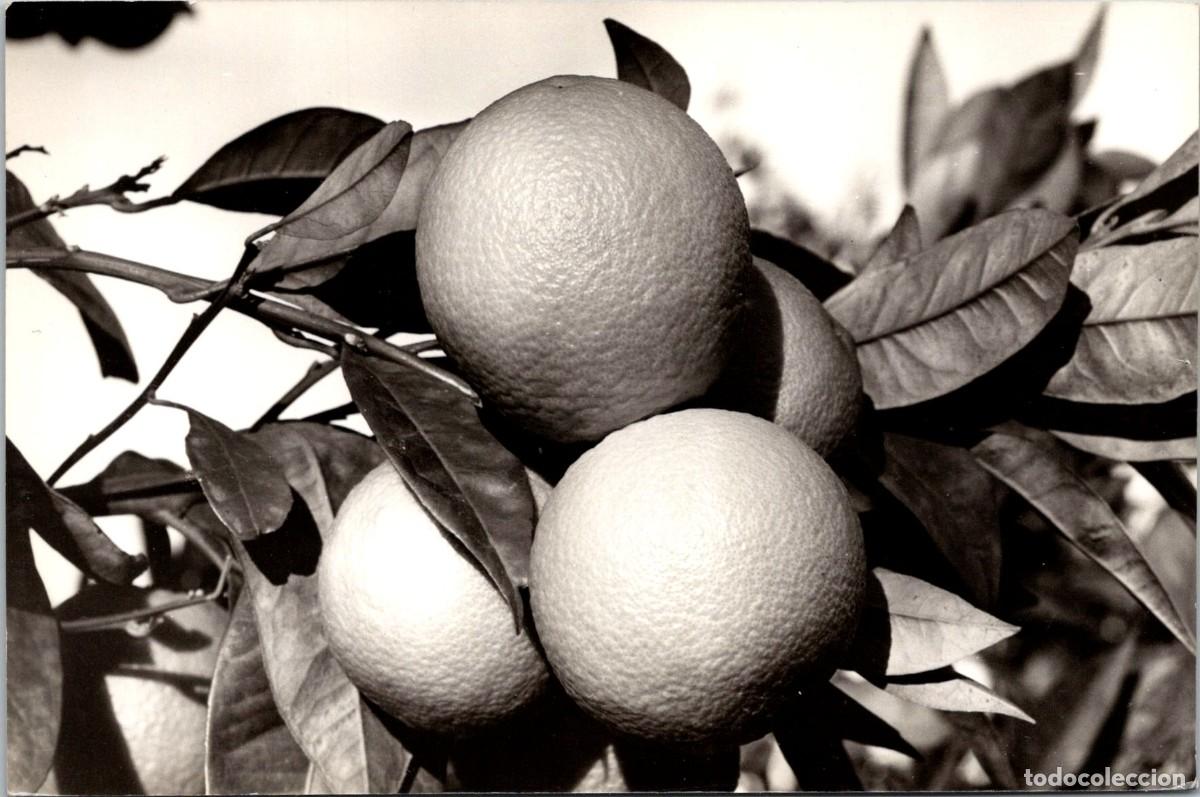 Postales: Callosa de Ensarri&aacute; (Alicante) - Ramo de naranjas - Foto H. G. - 149x99mm
