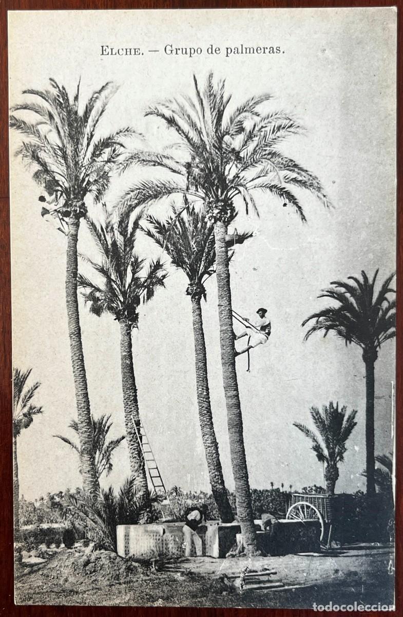 Postales: ELCHE, GRUPO DE PALMERAS, ED. ESPA&Ntilde;A MONUMENTAL E HISTORICA, SERIE XII, NUM 71, FOTOTIPIA LACOSTE, S