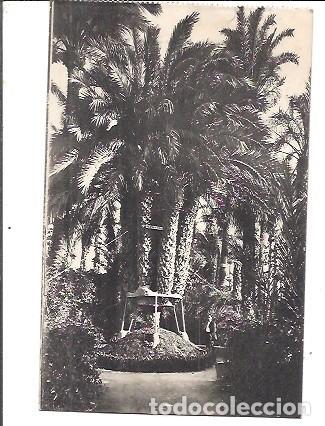 Postales: ANTIGUA POSTAL 30 ELCHE PALMERA DEL CURA L ROISIN