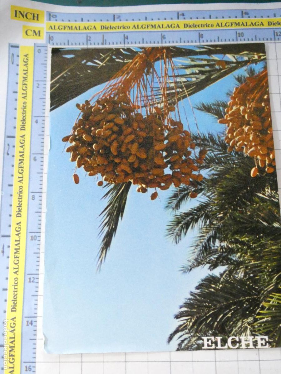 Postales: POSTAL DE ALICANTE. A&Ntilde;O 1975. CENTRO DE INICIATIVAS TUR&Iacute;STICAS DE ELCHE . SEGARRA. 1637