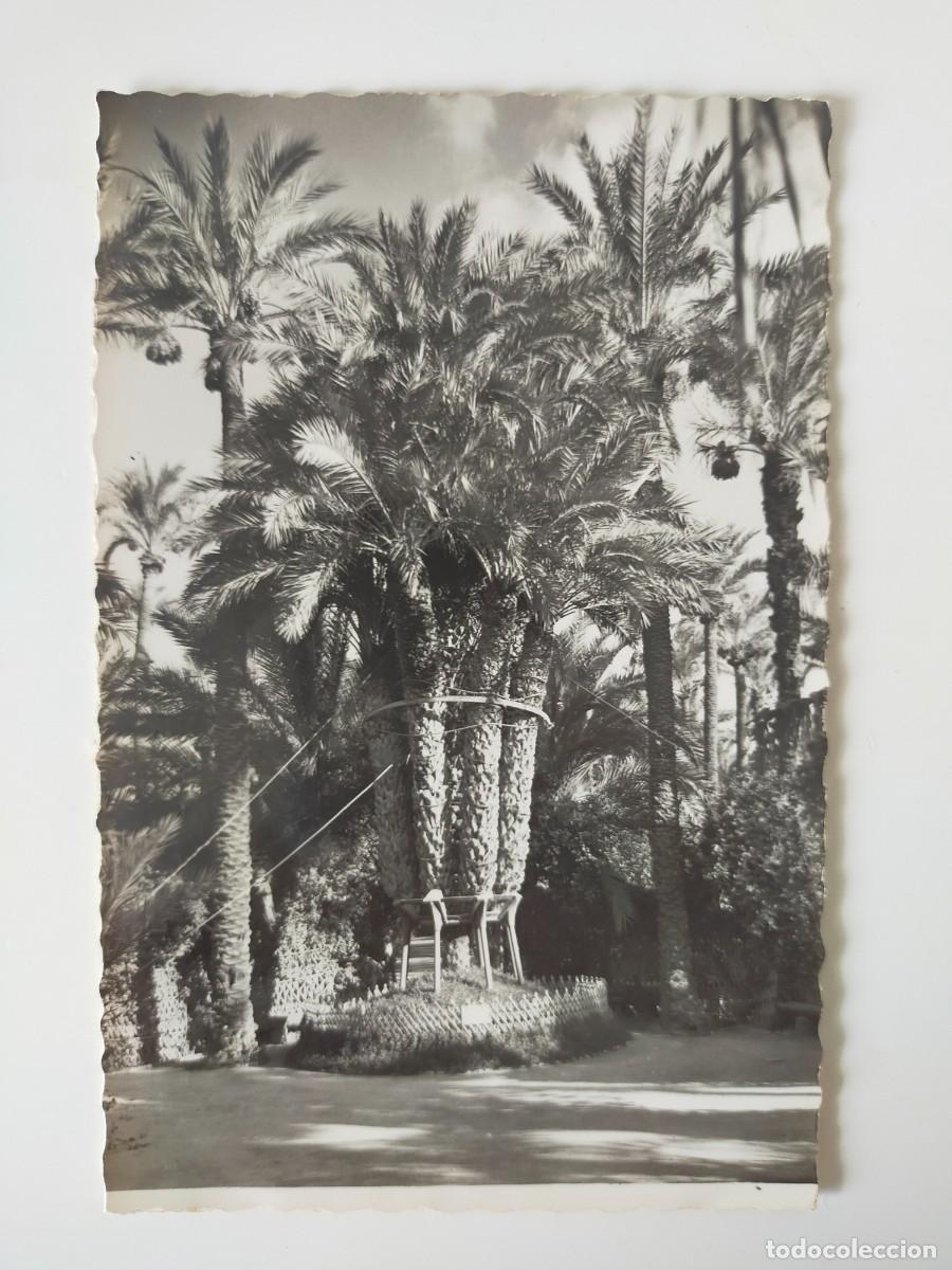 Postales: Tarjeta Postal ELCHE (ALICANTE): Huerto del Cura, Palmera imperial - Edic Garc&iacute;a Garrabella