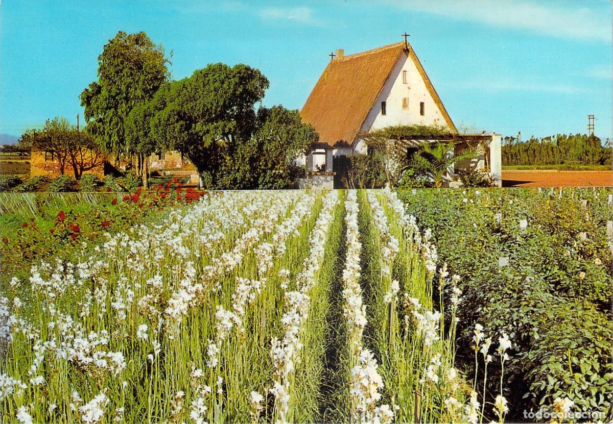 Postales: Postal de T&iacute;pica Barraca Valenciana con Campo de Flores