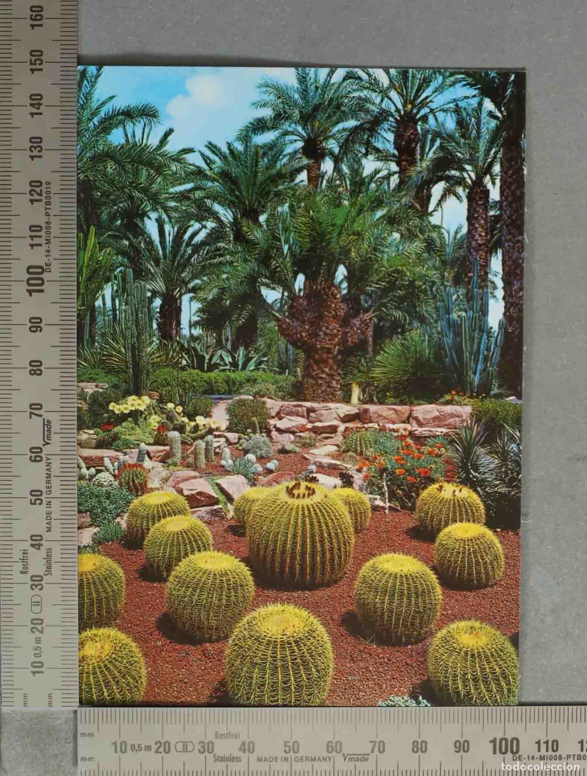 Postcards: POSTAL. Elche - El Palmeral - Jard&iacute;n del Huerto del Cura - Palmera Imperial y Cactus