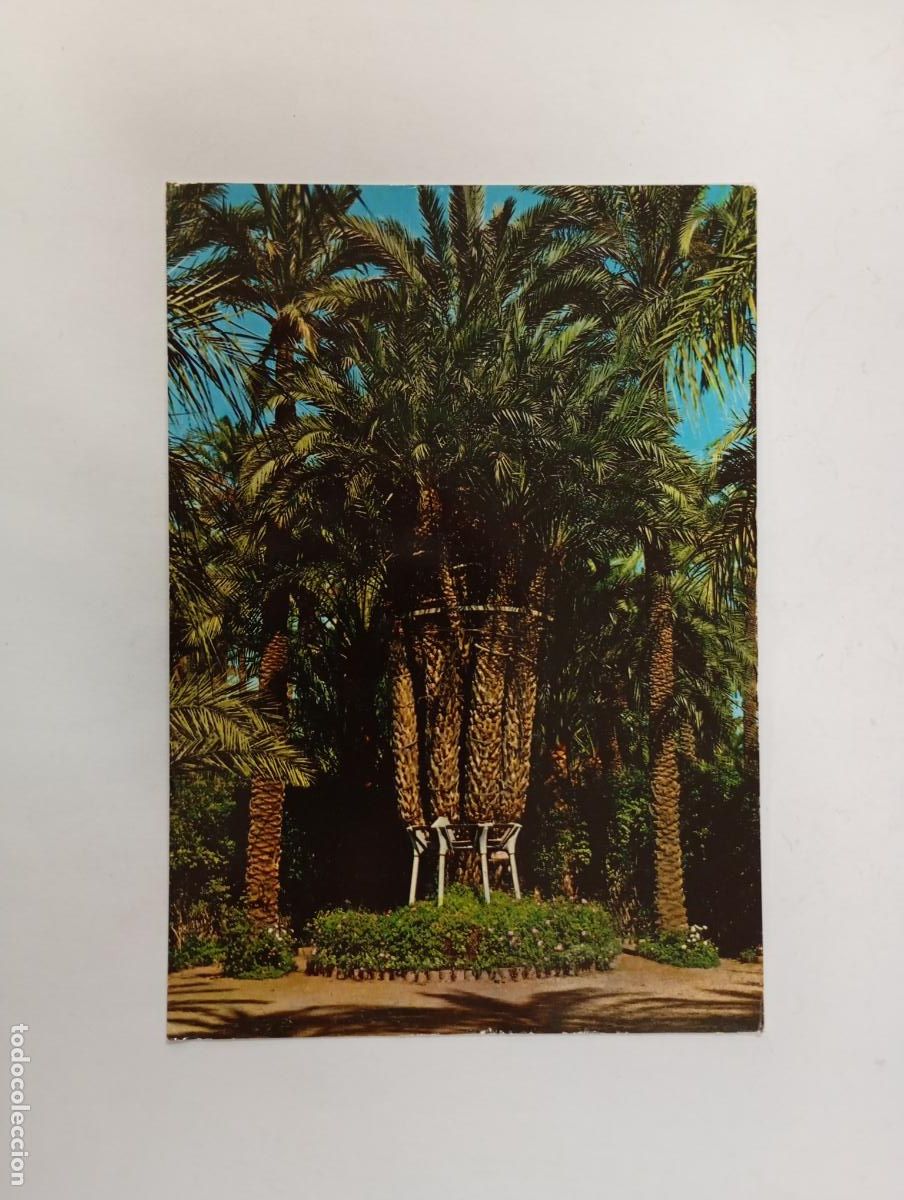 Postkarten: POSTAL DE ELCHE. HUERTO DEL CURA. TDKP29S