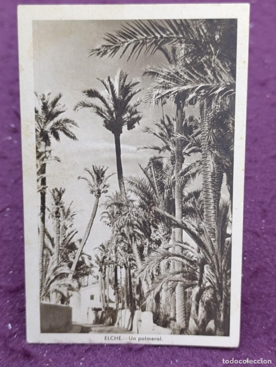 Postales: Antigua Postal en b/n, Elche, Un Palmeral