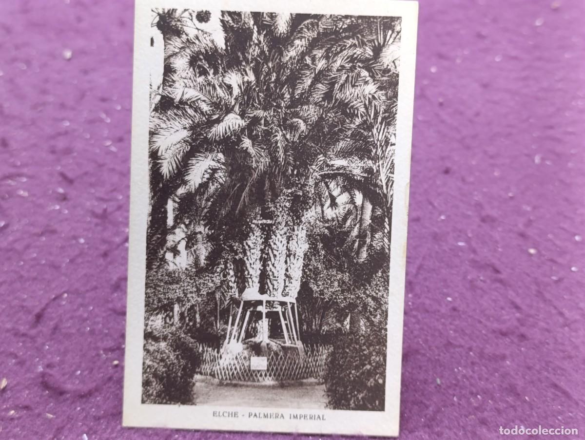 Postales: Antigua Postal en b/n, Elche, Palmera Imperial, Imprenta Moderna
